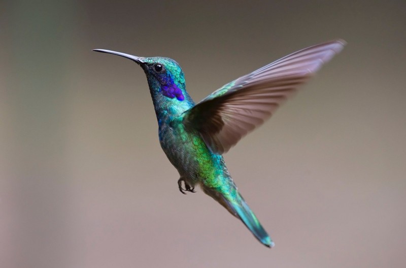 hummingbirds are natural pest control