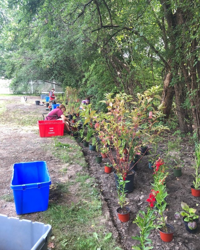 Native plants in rain gardens flowering in Niskayuna, NY.