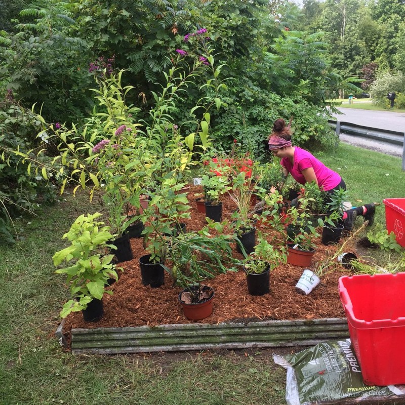 Butterfly Garden Starter Kit