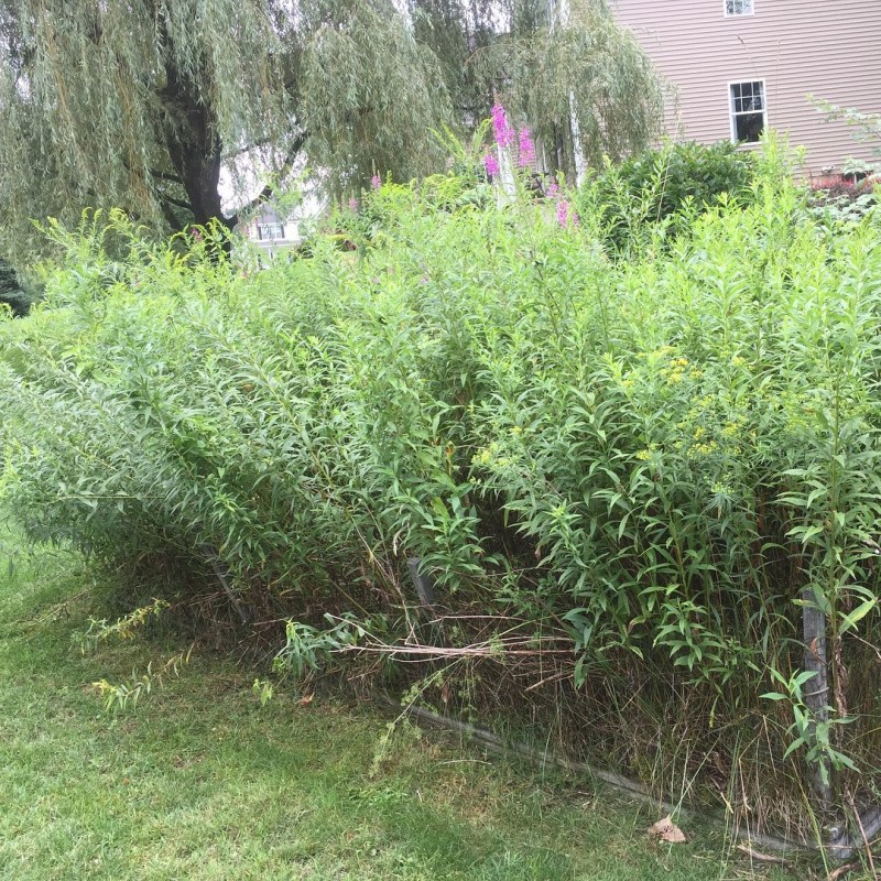 Invasive plants mix with natives sometimes.