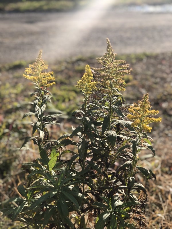 rewilding with Goldenrod