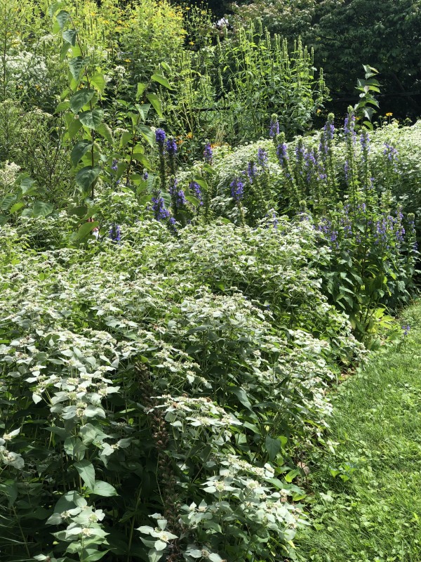 Hummingbird gardens should have a lot of pollinator plants like the Mountain Mints.