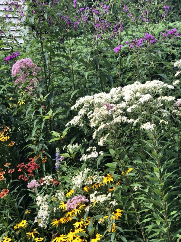 Native Plant Gallery features Flat Top Aster