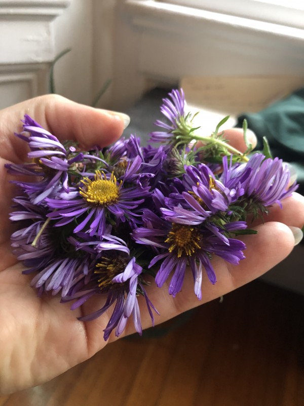 New England Aster flowers.