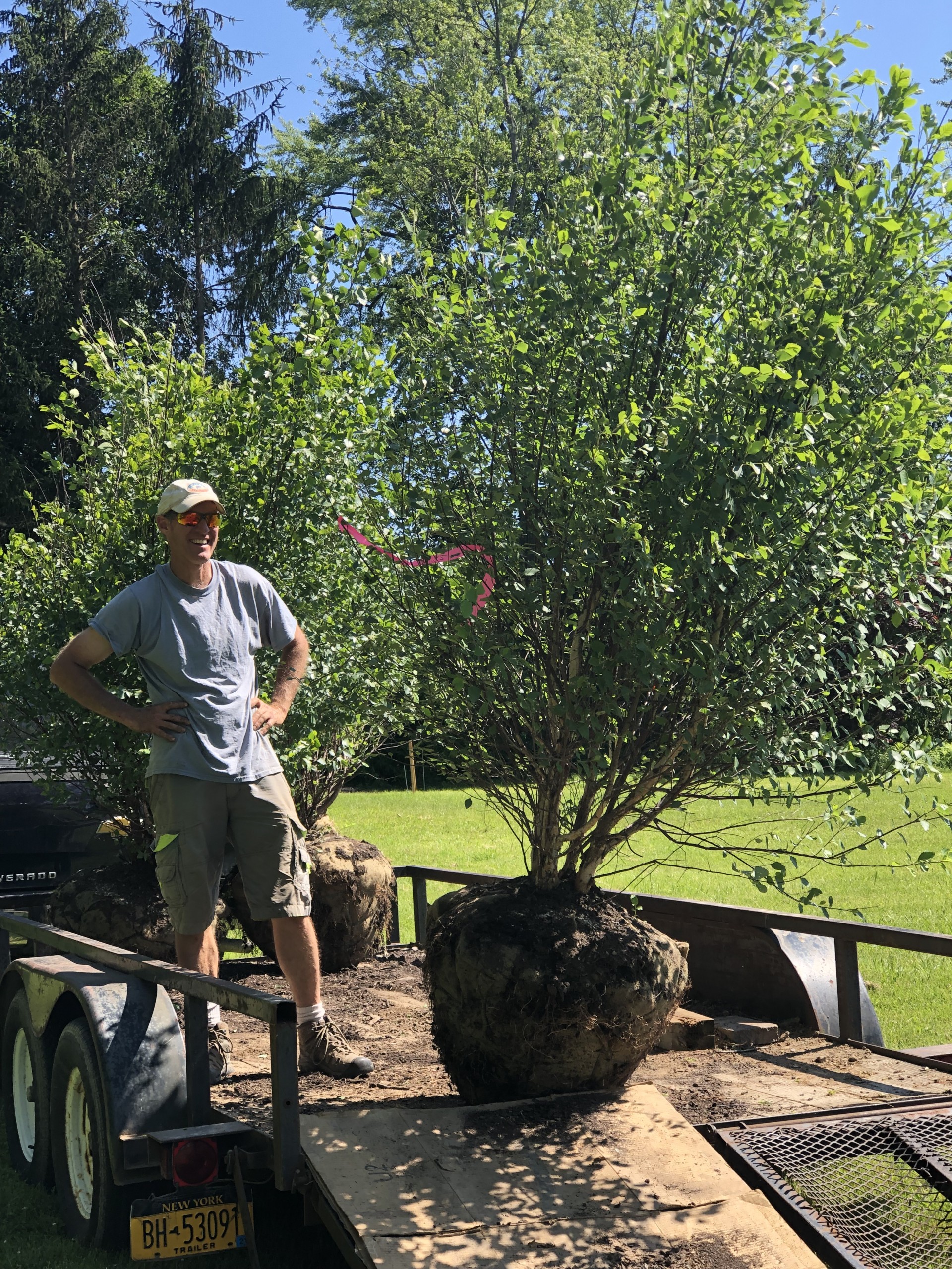 Mature Tree Planting Jessecology