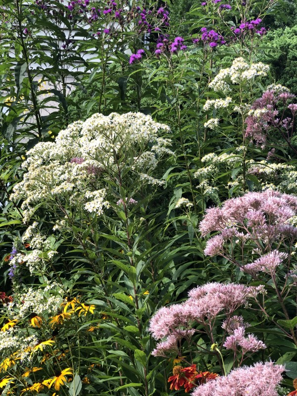 Wetland Plants in Rain Gardens