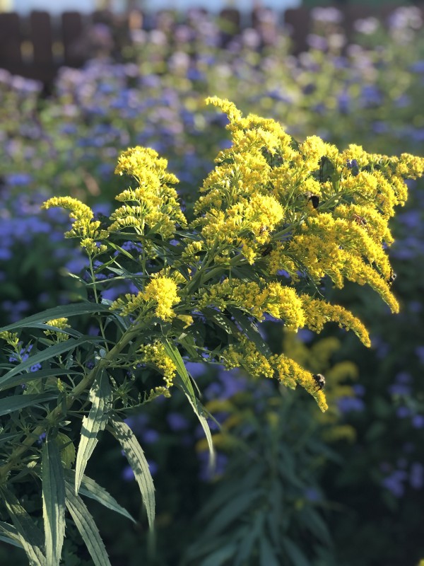 Solidago is one of the Deer hardy plants.