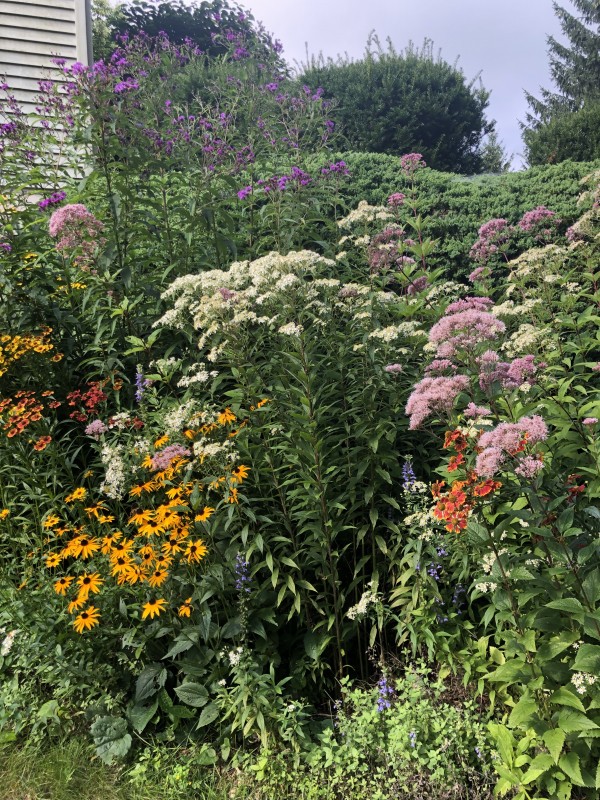 pollinator gardens in Albany, NY