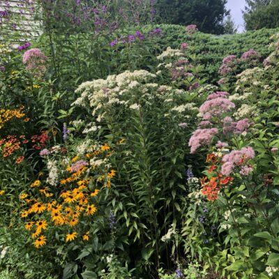 pollinator gardens in Albany, NY