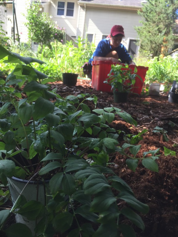 Albany Pinebush deer gardenscaping.