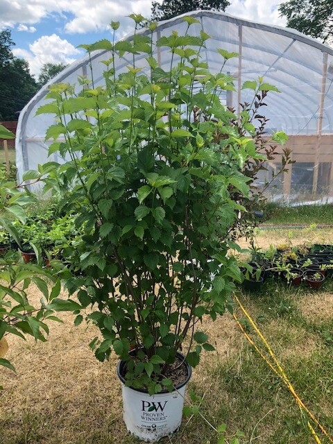 Native shrub for purchase