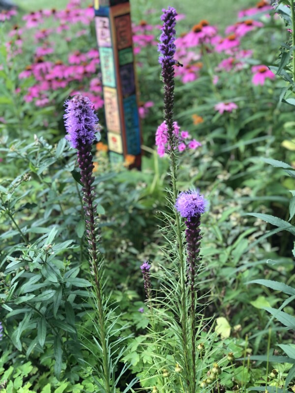 treat yourself to a native Liatris.