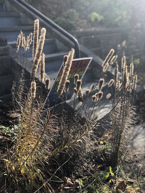 treat yourself to a native plant garden.