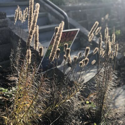 treat yourself to a native plant garden. Winter Seed Sowing Instructions How Late Can You Plant in the Fall