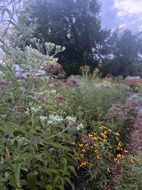 Beautiful native flowers are used in sustainable landscaping/gardening.