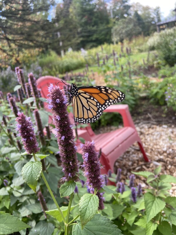 Butterflies love Anise Hyssop!