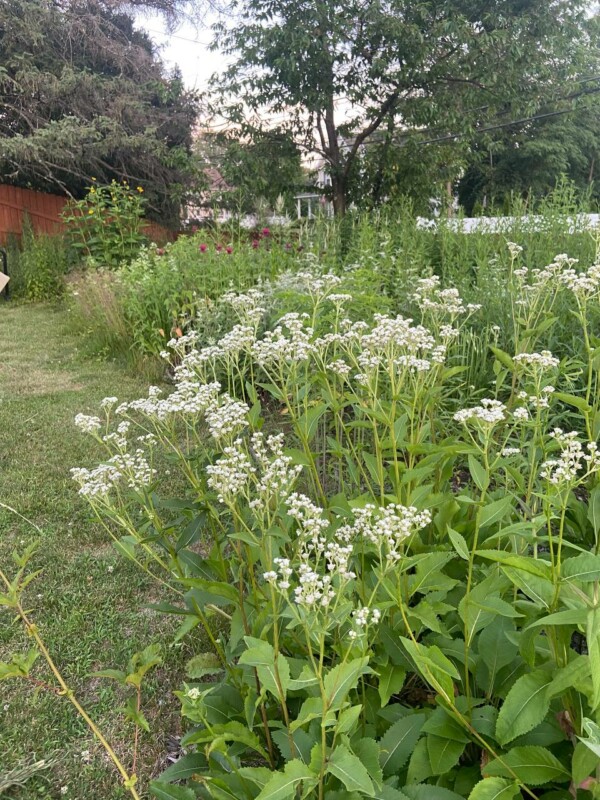 public gardens hope