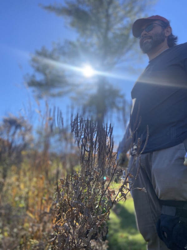 Pine tree gardening