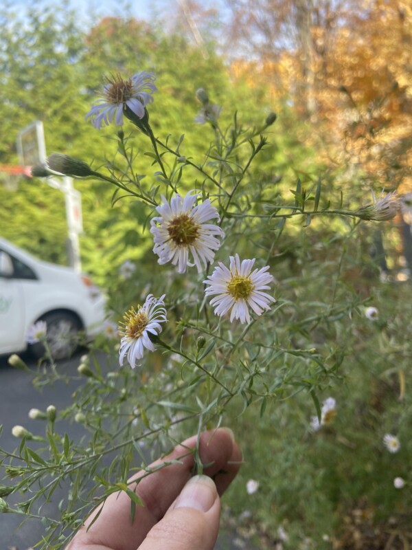 Frost Aster