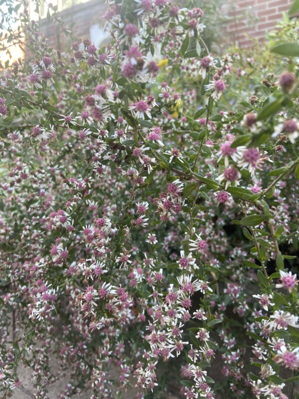 Calico Symphyotrichum.