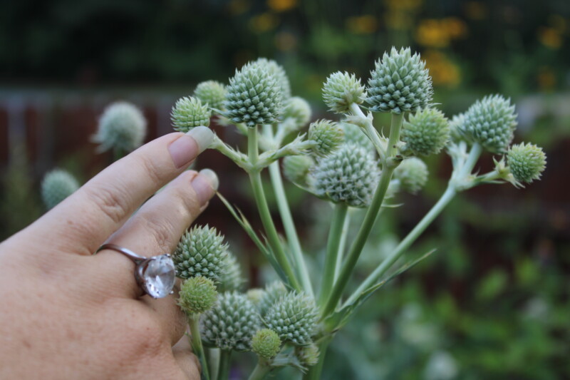 native plants like Rattlesnake Master.