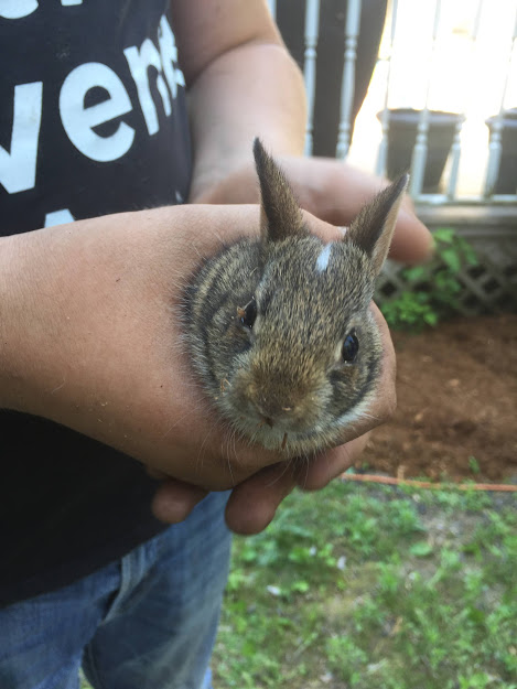 Bunnies love Smooth Aster.