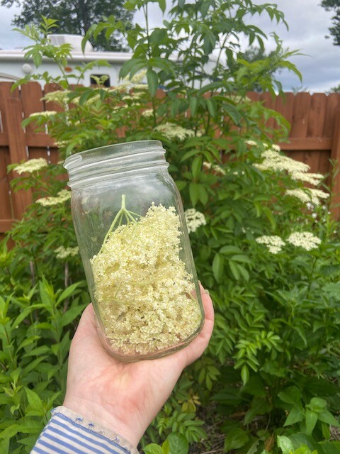 Elderflower in garden art projects.