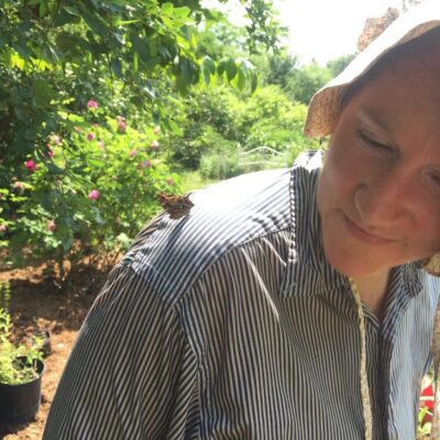 Question Mark butterfly