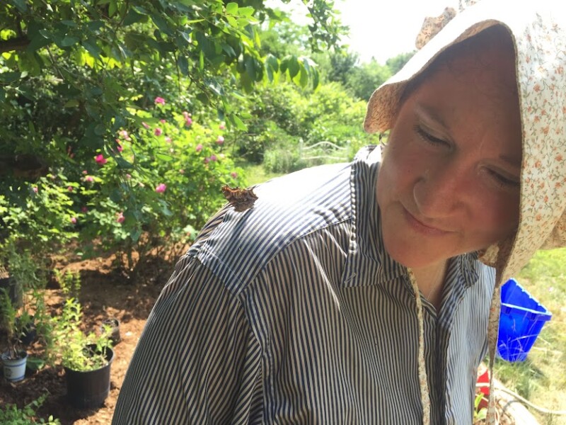 Question Mark butterfly