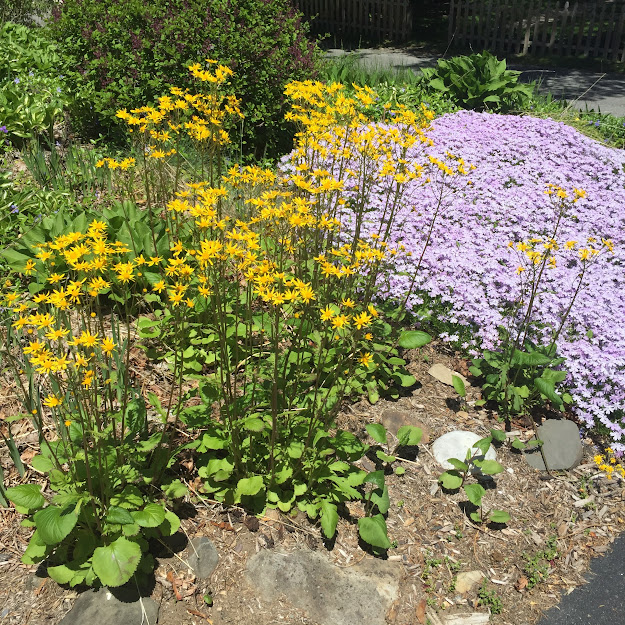 A hillside garden in Albany, NY glows with bright, beautiful early blooming native flowers.