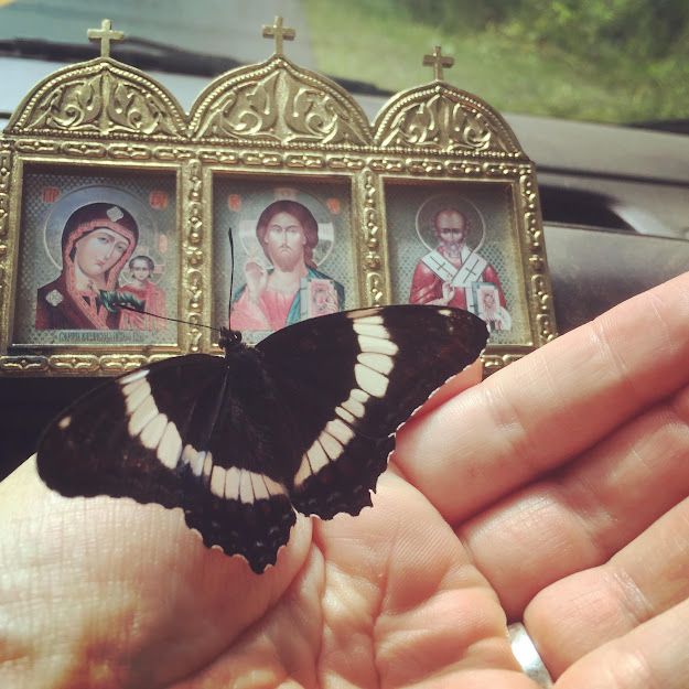 White Admiral butterfly, so pretty!