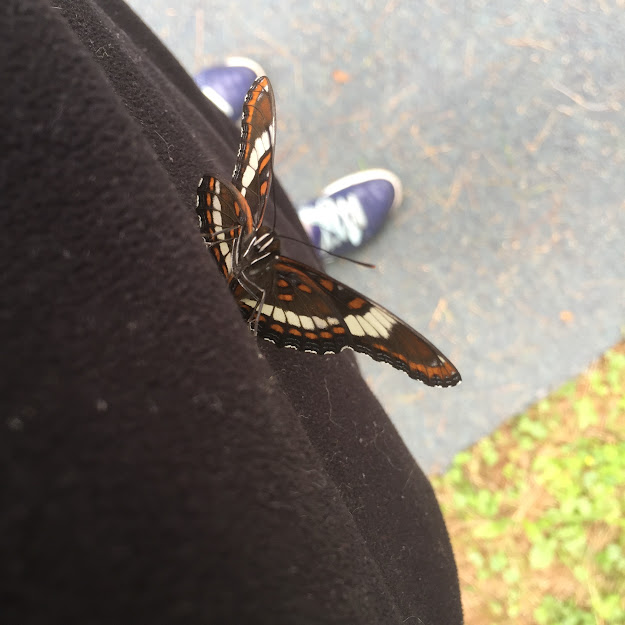 White Admiral butterfly ftw.