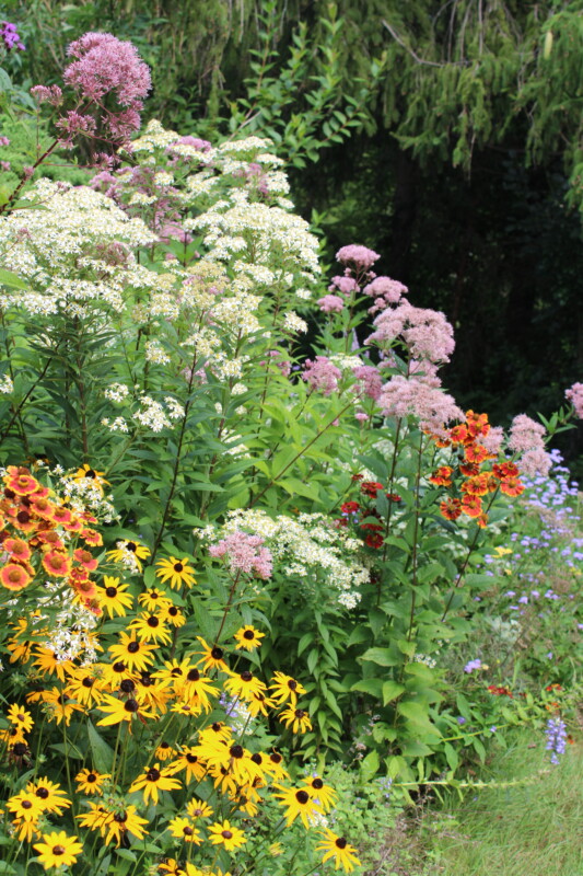 naturalistic planting in August.