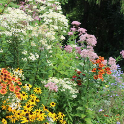 naturalistic planting in August.