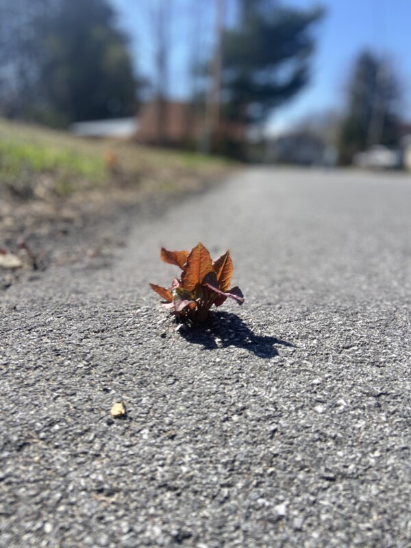 invasives like Japanese Knotweed are strong.