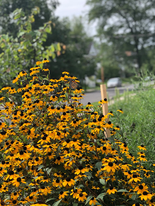 natives plants include Rudbeckia triloba.