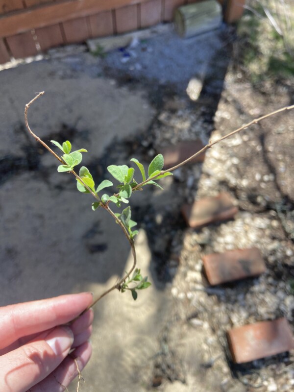 invasive plants in their youth.