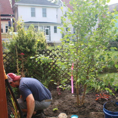 organic gardening with tree planting.