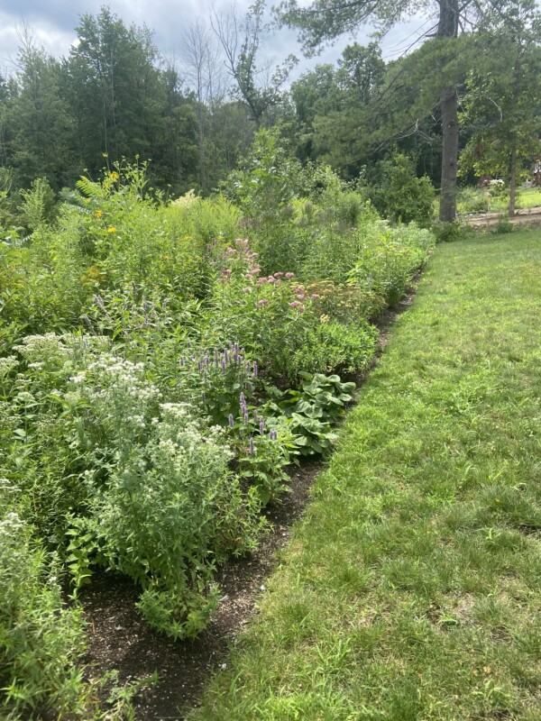 native species plants are gorgeous.