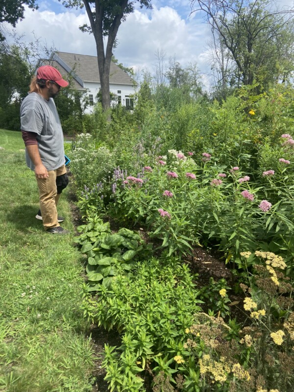 Native species gardens are beautiful and support life.