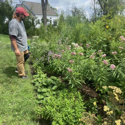 Native plant landscaping in Clifton Park, NY.