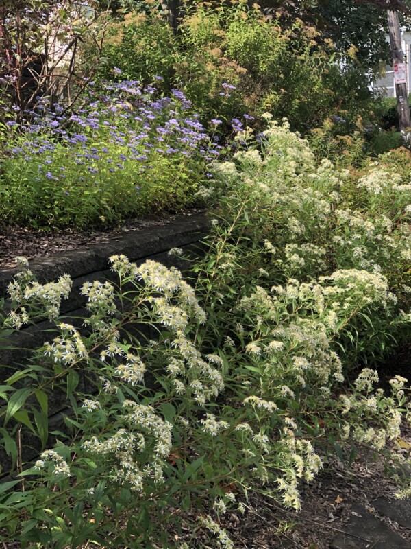 native plants like Flat Top Aster.