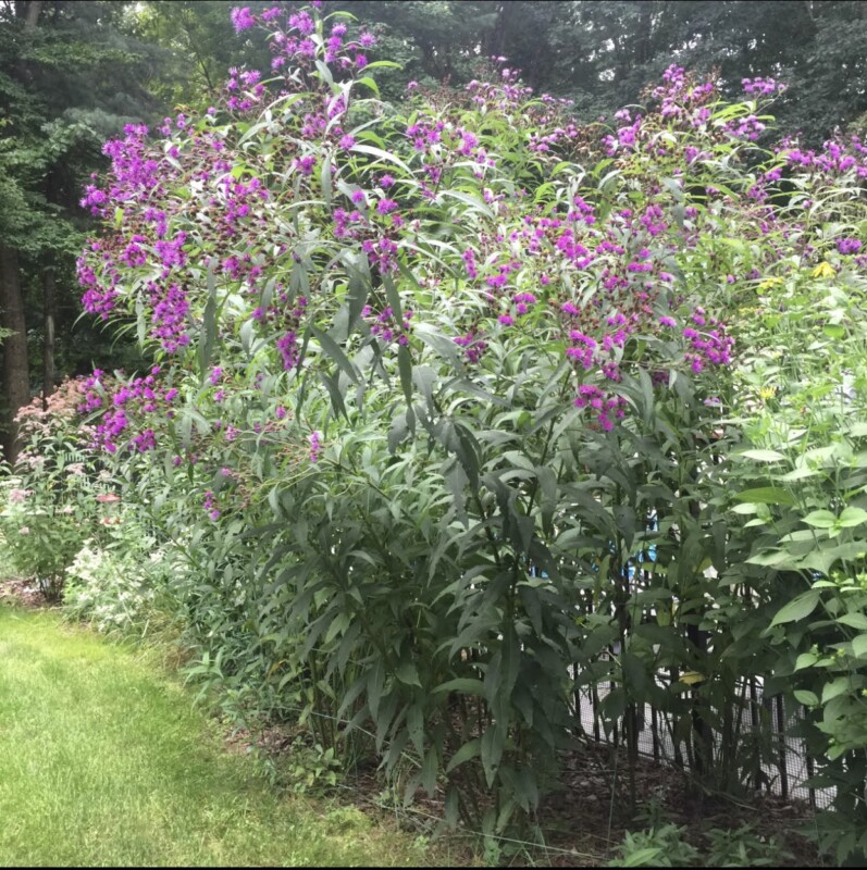 Natural gardens in Saratoga, NY with native plants like NY Ironweed.