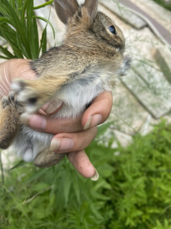 natural gardening and bunnies.