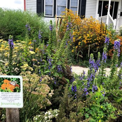 Pollinator garden seed should be native + perennial species only.