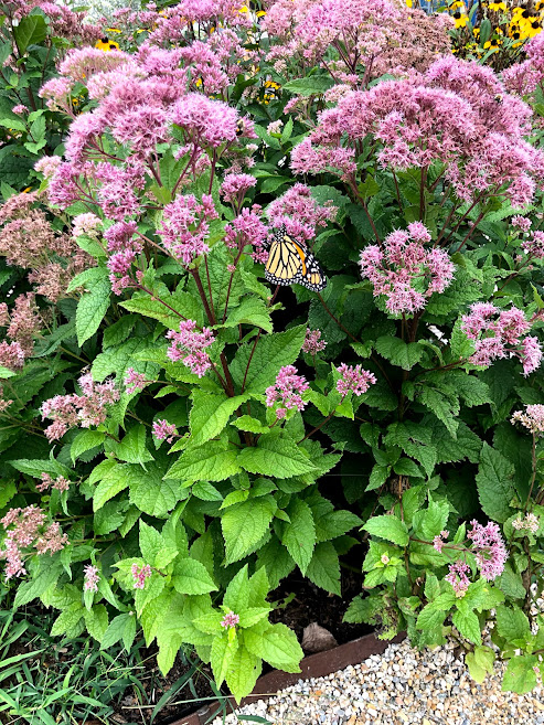 Eupatorium dubium Little Joe