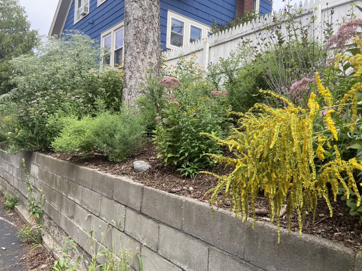 Landscaping Albany NY Jessecology