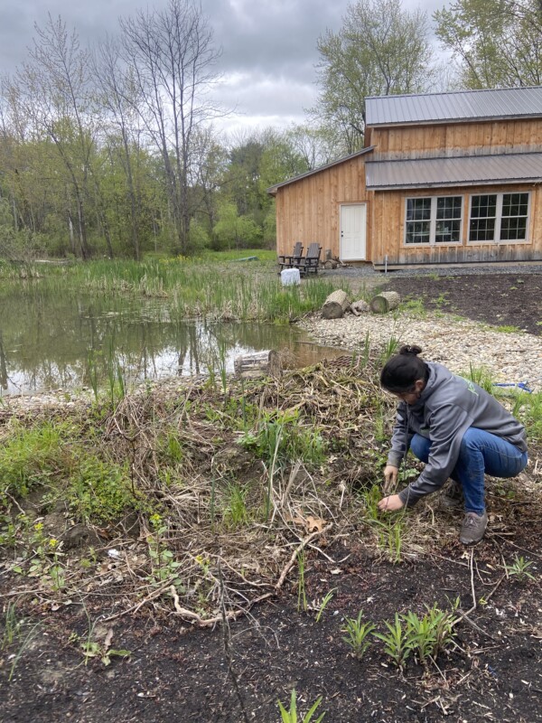 Jessecology removes invasive species at the wetland construction site.