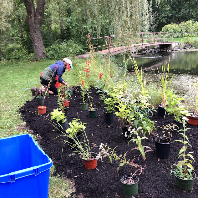 Wetland restoration project in Altamont, NY>