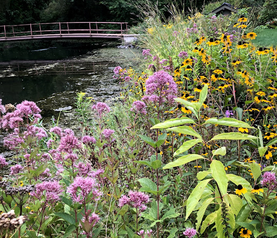 wetlands